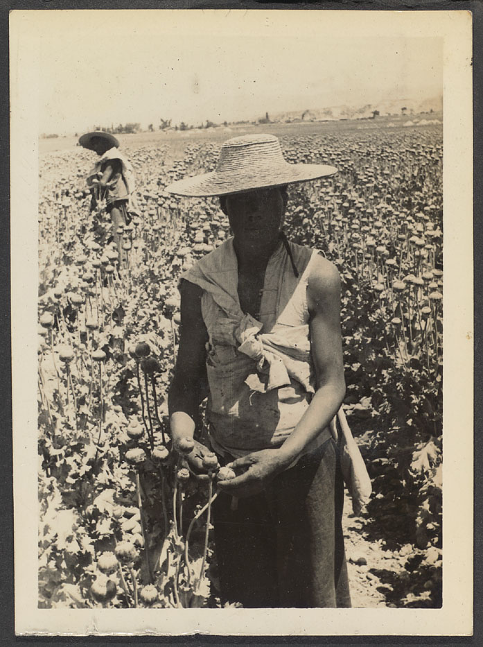 Lanchow to Shincheng Opium harvest 12 times the revenue of another plant Scraping the poppie 1933 President and Fellows of Harvard College - Rev. Claude L. Pickens, Jr. |  - Rev. Claude L. Pickens, Jr.