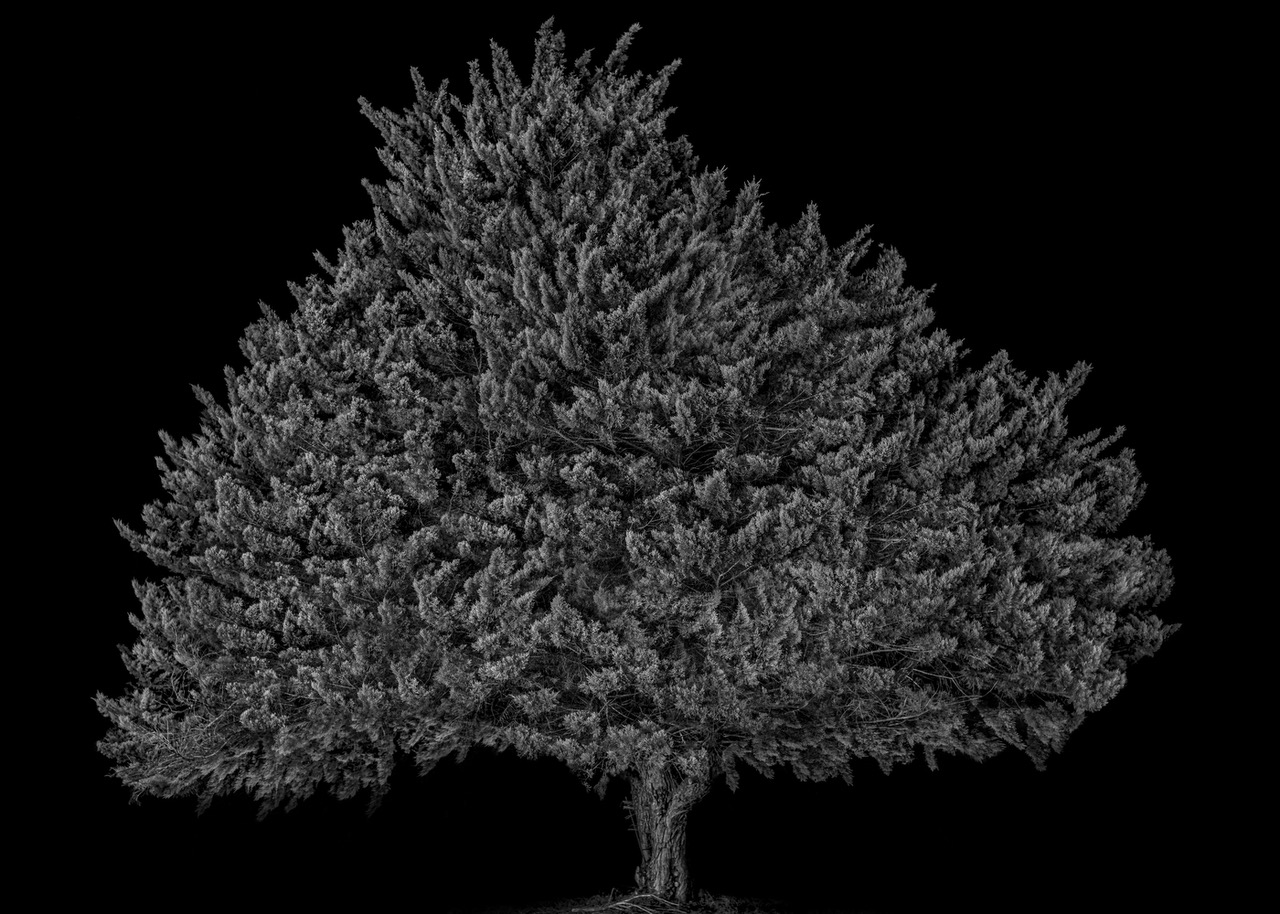 Palani Mohan An old pine tree at the farm we once had Stanthorpe Australia 2022 Courtesy of Blue Lotus Gallery - Watch with Wonder Exhibition 23 |  - Exhibition Highlight: \