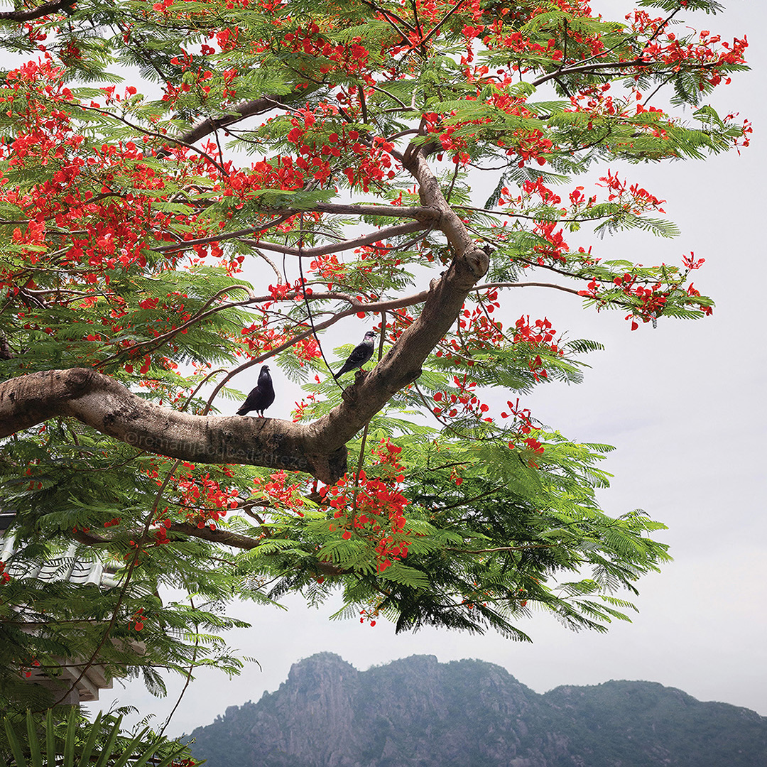 Romain Jacquet Lagréze Doves In The Phoenix Tree Hong Kong 2020 Courtesy of Blue Lotus Gallery square